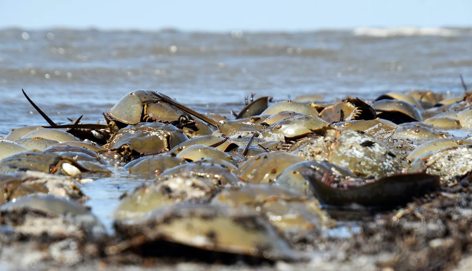 Environmentalists cheer decision that may spare horseshoe crabs from being bled