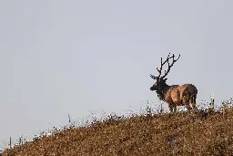 Popular elk tours start this weekend in southern W.Va. - WV MetroNews