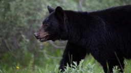 Undercooked bear meat linked to outbreak of rare parasitic disease in U.S.