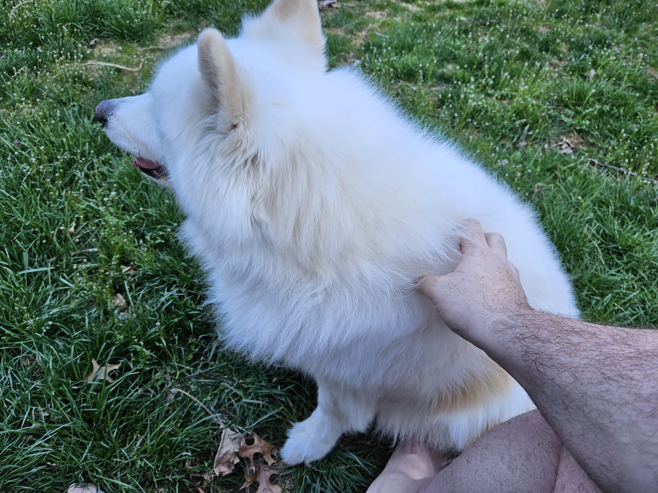 Samoyed in grass being pet
