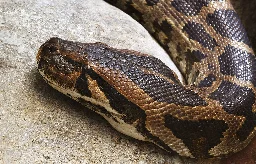 Pythons return home, slowly but surely, finds a new study