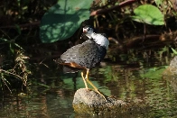 White-breasted Waterhen