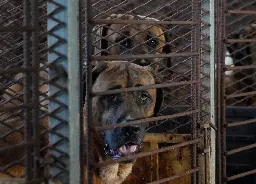 South Korean dog farmers threaten to flood Seoul with 2 million canines over ban