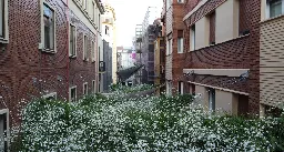 Generate shadows without trees: vegetable awnings, a new way to generate shadows in the city. - SingularGreen