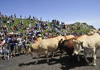 ¿Por qué Francia tiene que entregar a España tres vacas cada año?