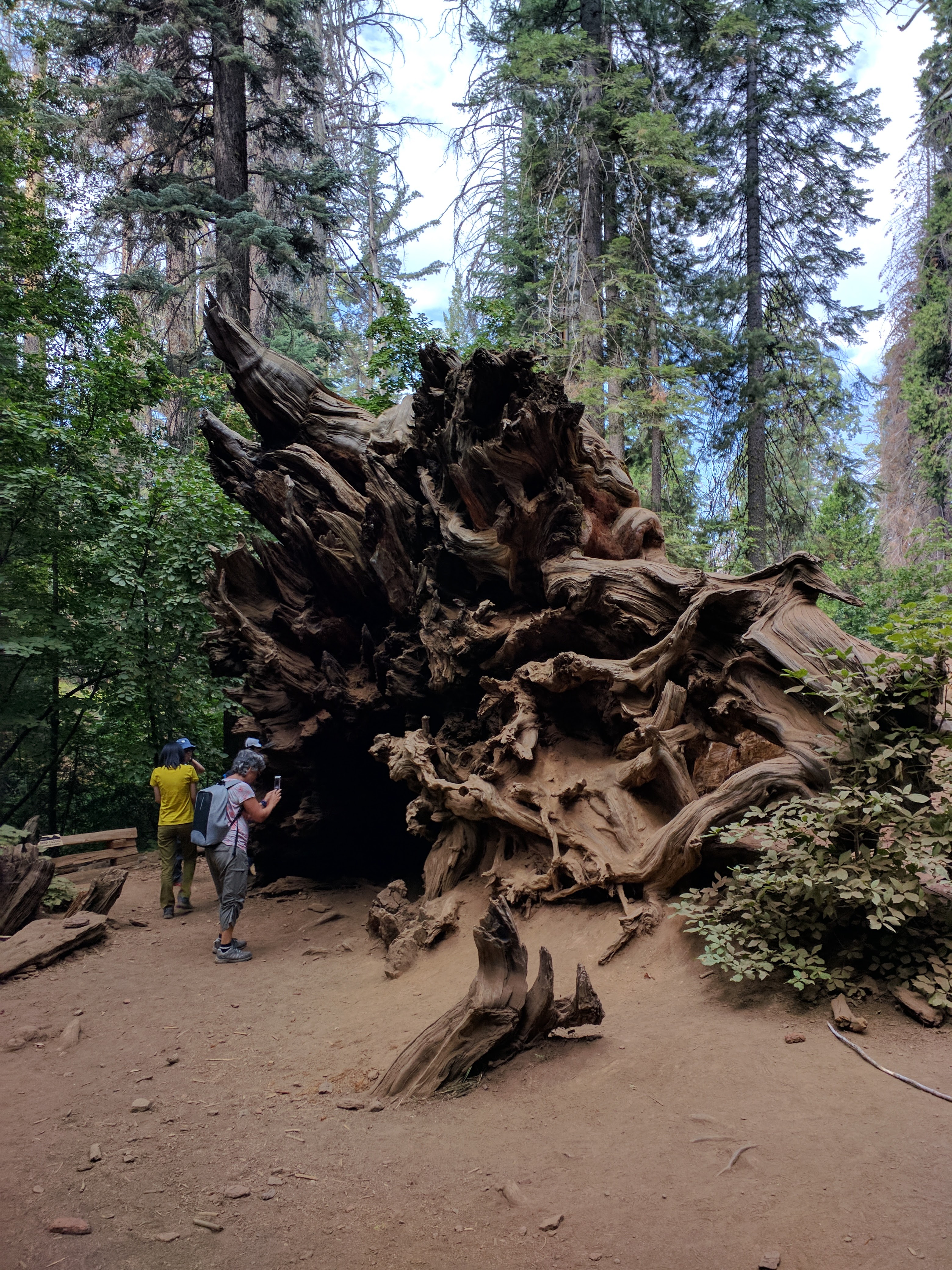Tuolumne Grove fallen Sequoia