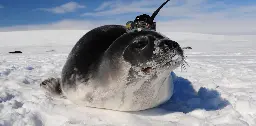 Tagging seals with sensors helps scientists track ocean currents and a changing climate