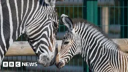 Endangered zebra Manilow born at West Midlands Safari Park