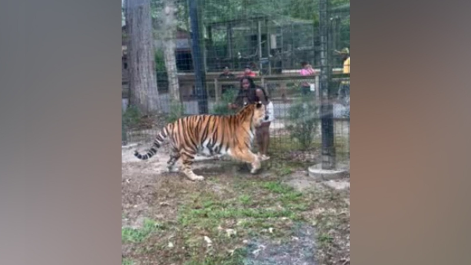 Woman charged for allegedly 'enticing' tiger after hopping zoo fence: Police