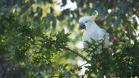 [OC] A Sulphur Crested Cockatoo eating seed in a tree