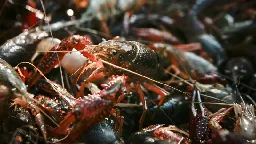 Louisiana governor issues disaster declaration for crawfish shortage | CNN
