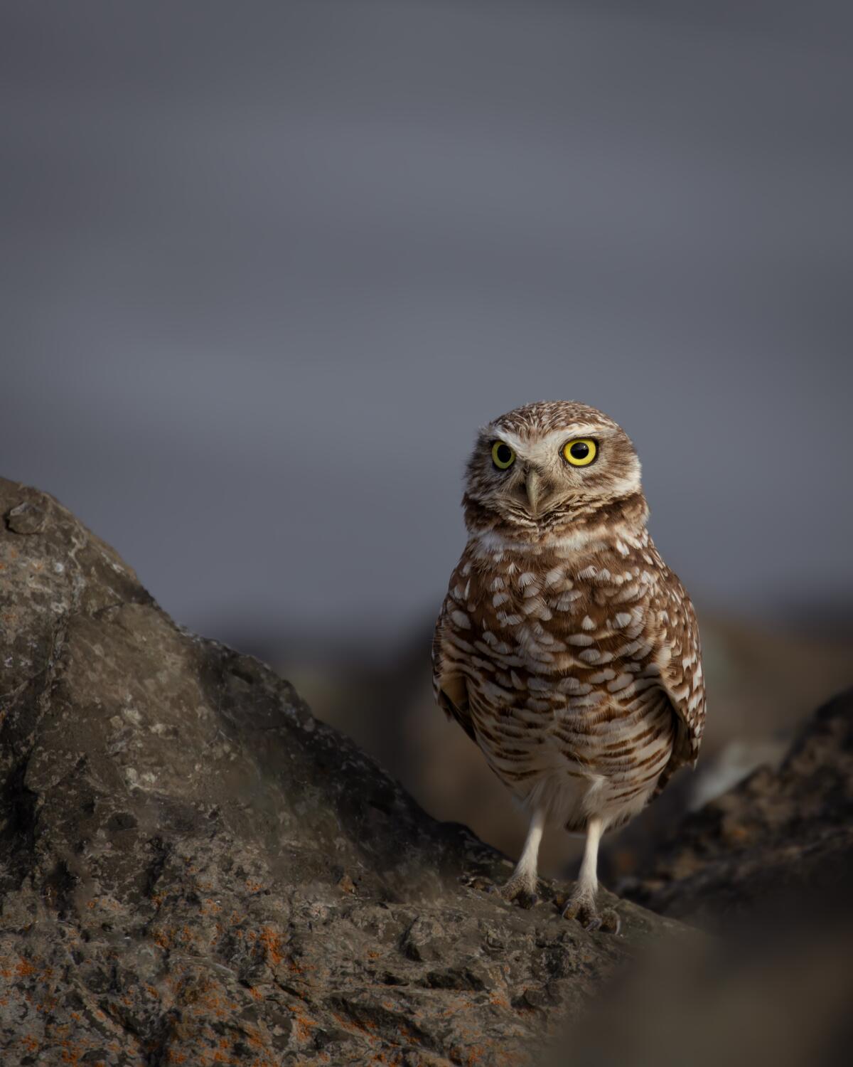 Burrowing owls and solar farms will need to coexist