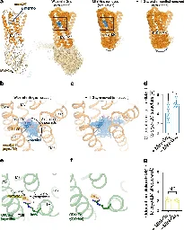 Something to sniff at: Lab-engineered receptors illuminate odor detection