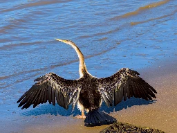 Australasian Darter (Anhinga novaehollandiae)  - Brisbane City Botanic Gardens, Queensland, Australia - August 2024