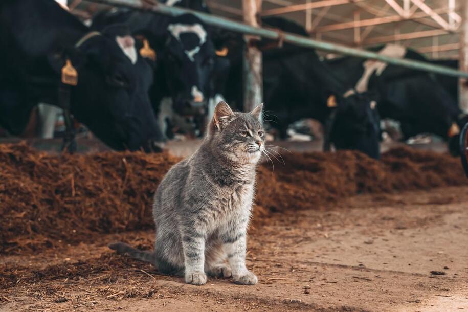 H5N1 now confirmed in 11 US farms. Cats die within 48 hours.