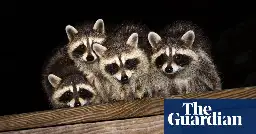 Tokyo battles surge of destructive raccoons that went from pet to pest