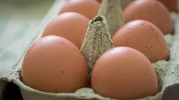Aussage von Verband: Bald keine braunen Eier mehr?