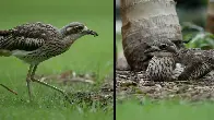 growing up | a bush stone-curlew story