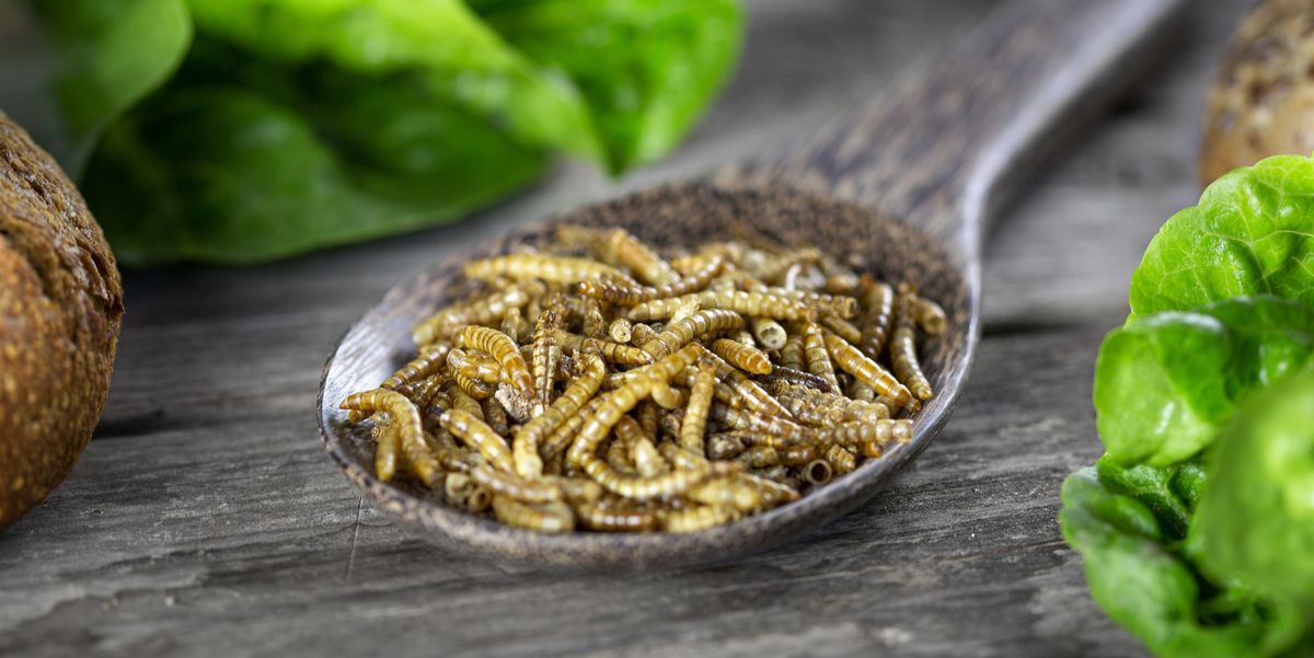 Insect protein has some serious benefits… but would you try it?