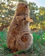 Quokka eating a leaf with baby in pouch