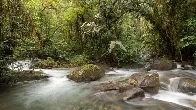 This Ecuadorian forest thrived amid deforestation after being granted legal rights