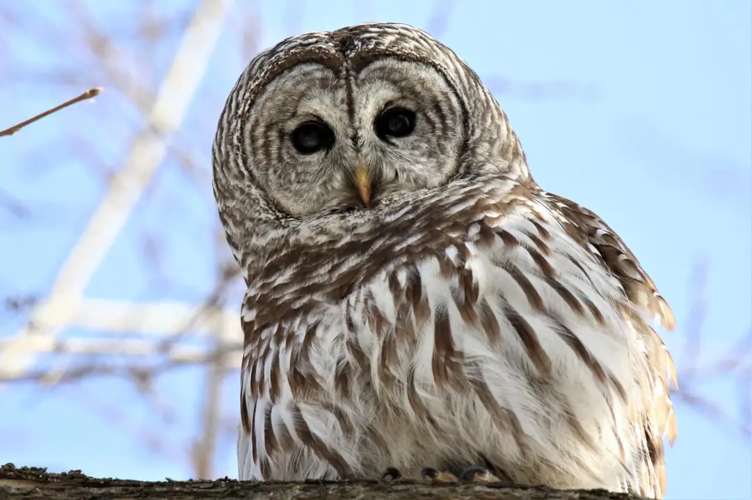 Myriad of Barred Owls