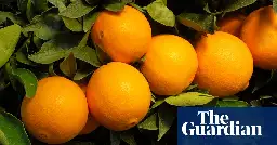 Orange juice prices to surge as US crops ravaged by disease and climate