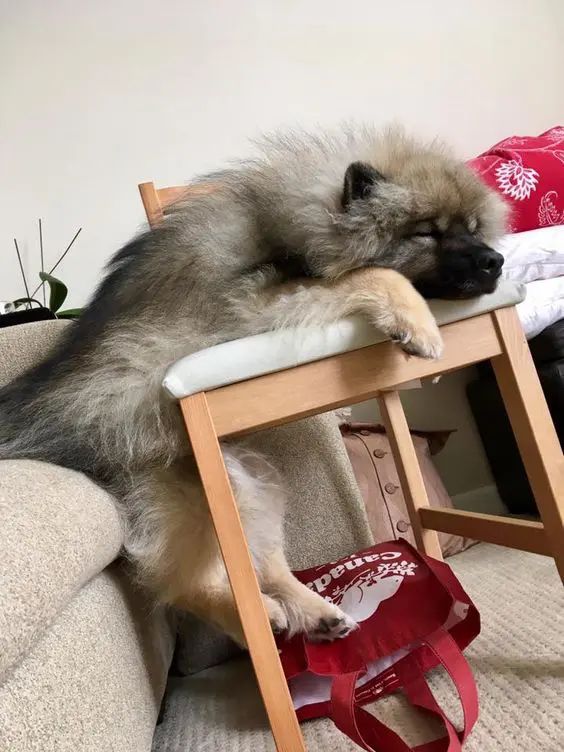 keeshond sitting on sofa and resting upper body on child's table