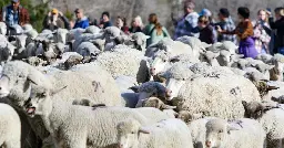 Idaho sheep ranchers call for action to save industry