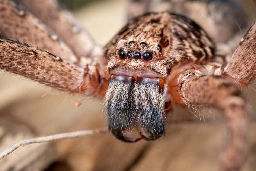 Do spiders dream? New study finds evidence of REM-like movement in arachnids | Boing Boing