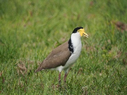 Masked Lapwing (Vanellus miles) - Burpengary, Australia - July 2024