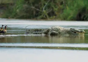 Gustave (crocodile) - Wikipedia