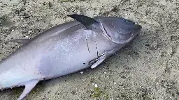 First ever bluefin tuna found in Salish Sea stumps local marine experts