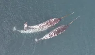 Drone captures narwhals using their tusks to explore, forage and play