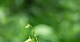 By a Stream in Vermont, a Glimpse of a Plant Last Seen a Century Ago