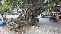 Getting to the root of Bengaluru’s tree-falls