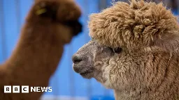 Covid fraudster used pandemic rescue funds to buy alpaca farm