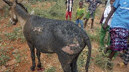 Donkey cart loaded with explosives kills a police officer and critically injures 4 others in Kenya