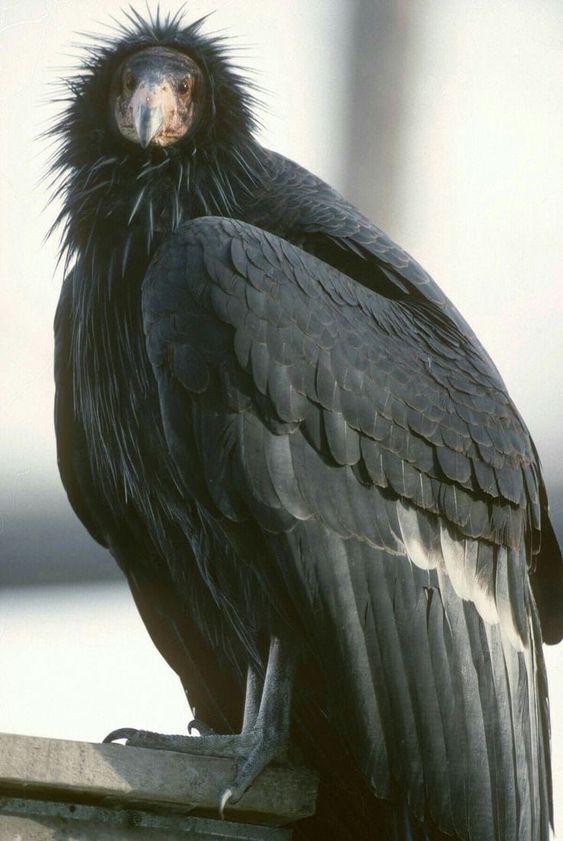 California Condor