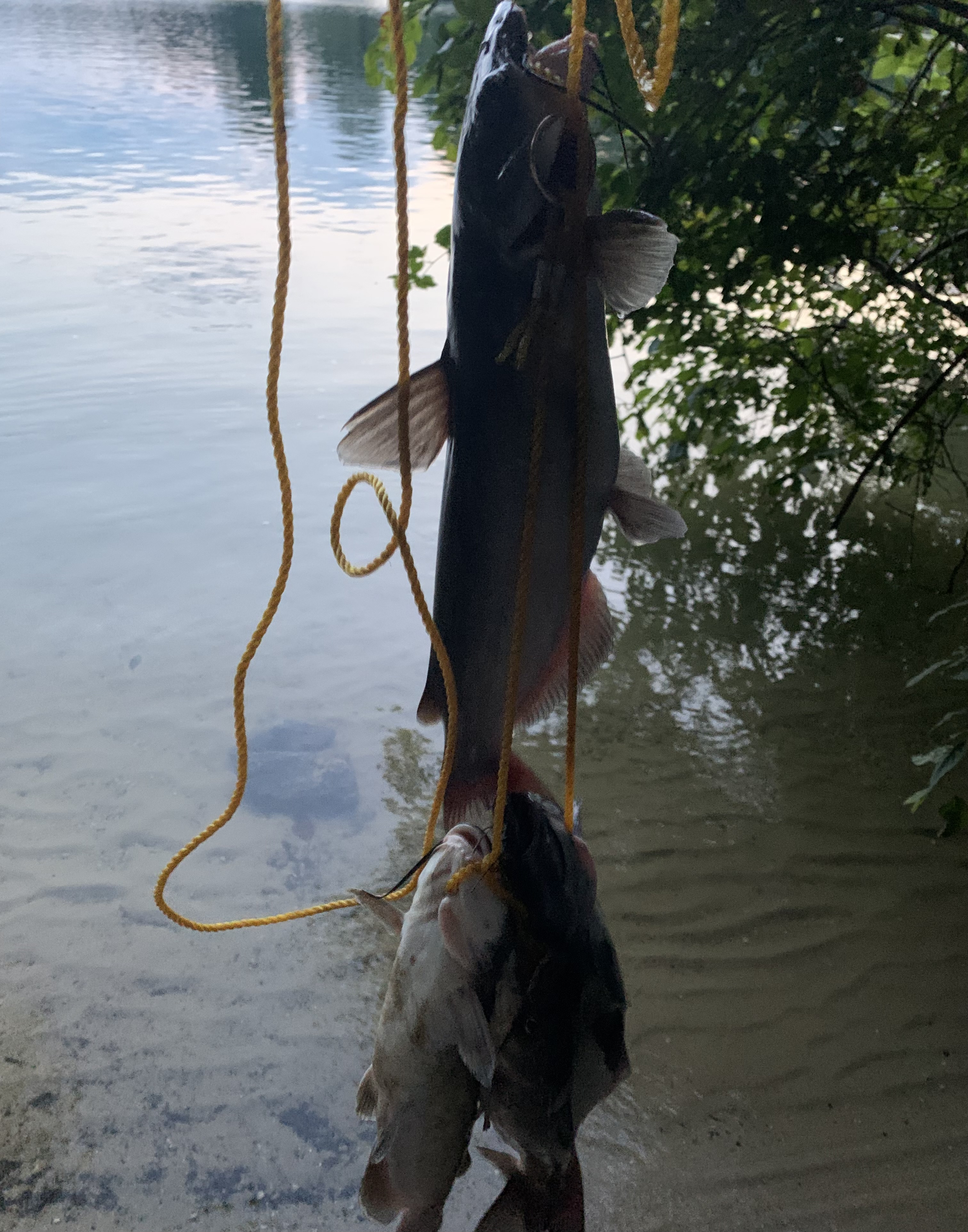 Catfish were biting today