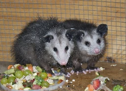 Build your own charcuterie board for local opossums and other critters this weekend!