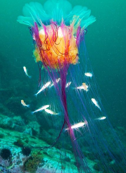 Lion's Mane Jellyfish with catch