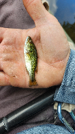 Delicious bass I caught with the tiniest bit of night crawler on a jig.