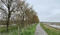 Toekomst bomenrij Numansdorp nog onzeker