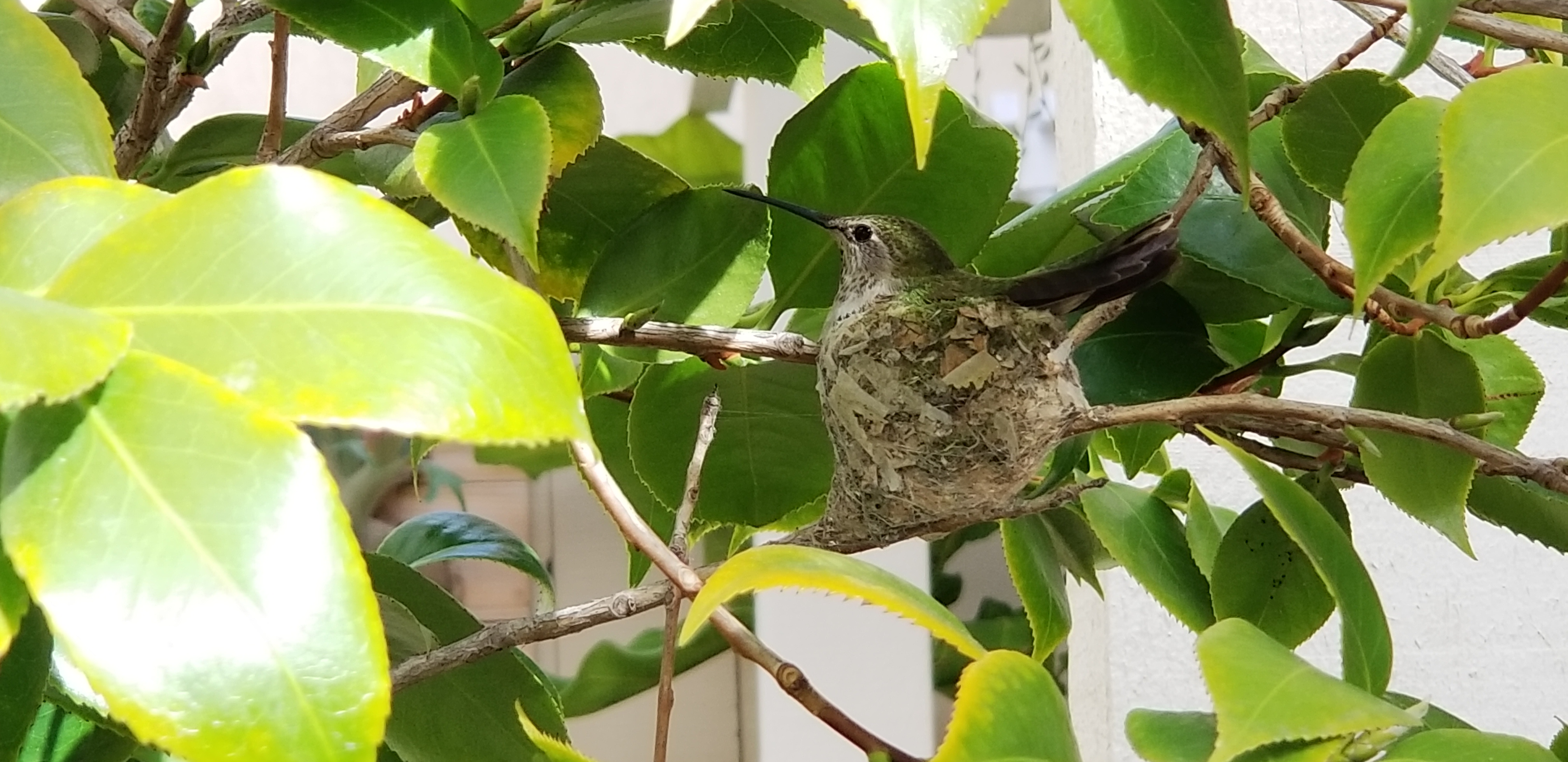 hummingbird on nest