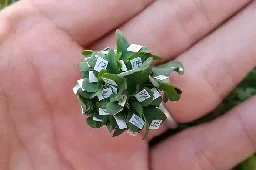 Look: Japanese man grows extra-lucky 63-leaf clover - UPI.com