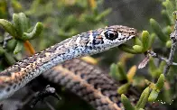 Cape Sand Snake (Psammophis leightoni), mildly venomous but harmless to humans