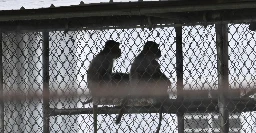 43 lab monkeys escaped in South Carolina. They have a legal claim to freedom.