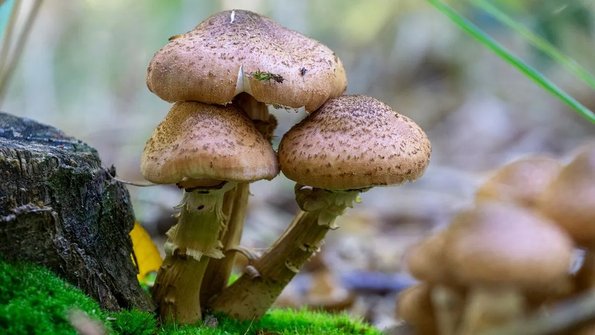 Meet the Largest Living Organism, aka the Humongous Fungus