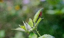 A peak under a leaf [OC]